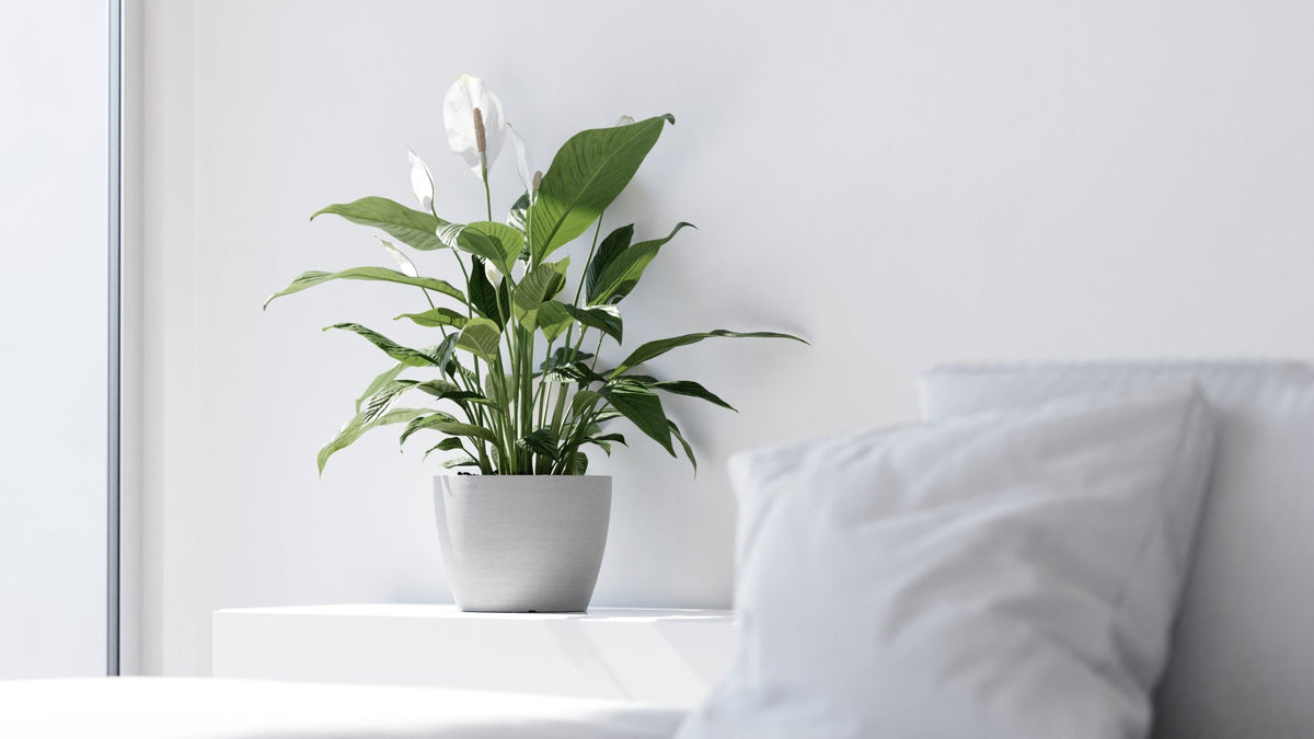 Kukkaruukku Tukholma 45cm valkoharmaa - Ecopots