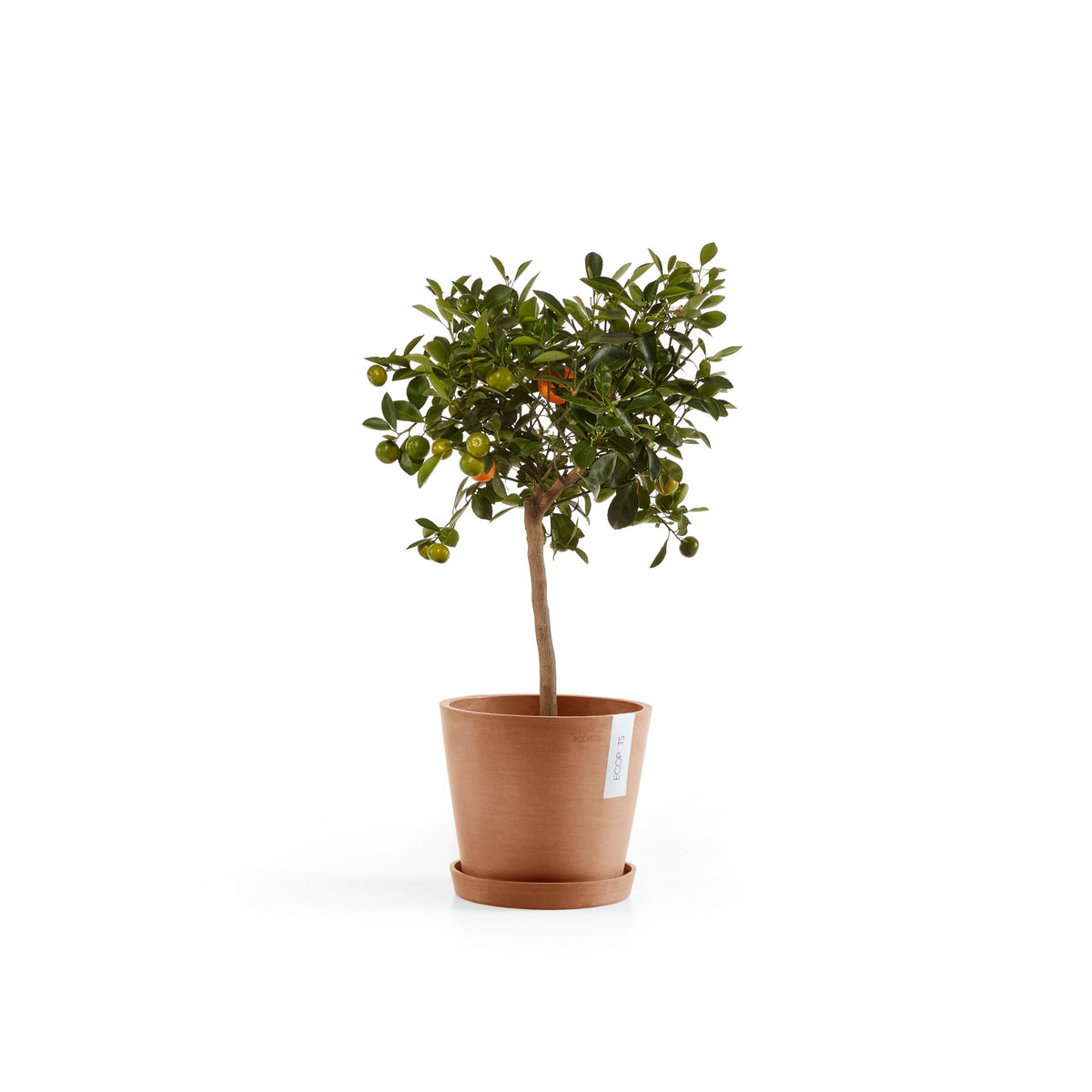 Kukkaruukku Amsterdam 18cm terracotta – aluslautasen ja kasvin kanssa 4