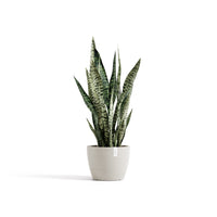 Kukkaruukku Tukholma 20cm hiekka