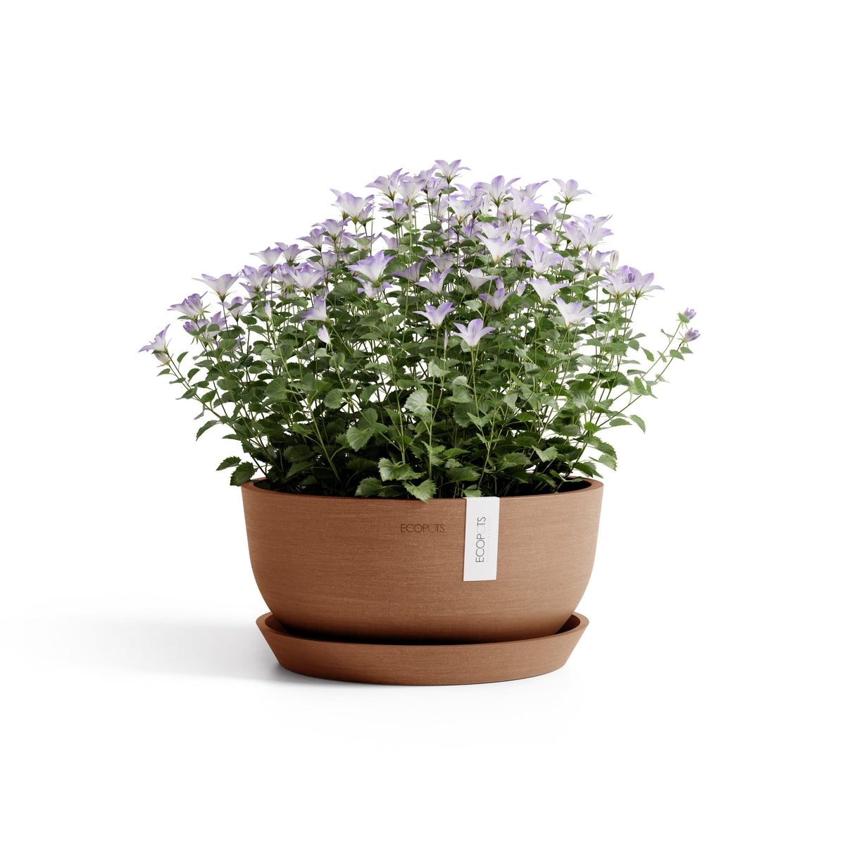 Kukkaruukku Oslo matala 25cm terracotta – aluslautasen ja kasvin kanssa