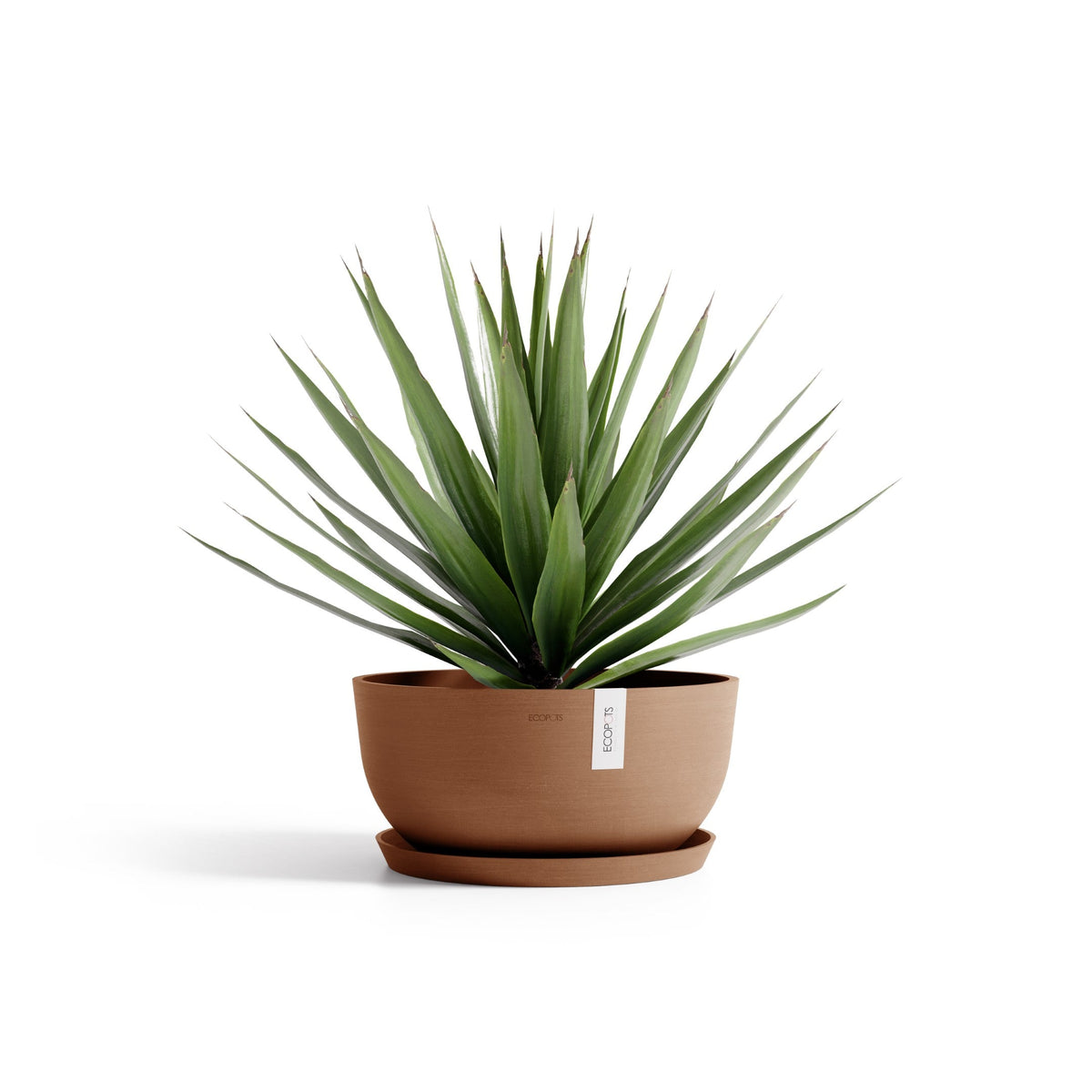 Kukkaruukku Oslo matala 50cm terracotta – aluslautasen ja kasvin kanssa