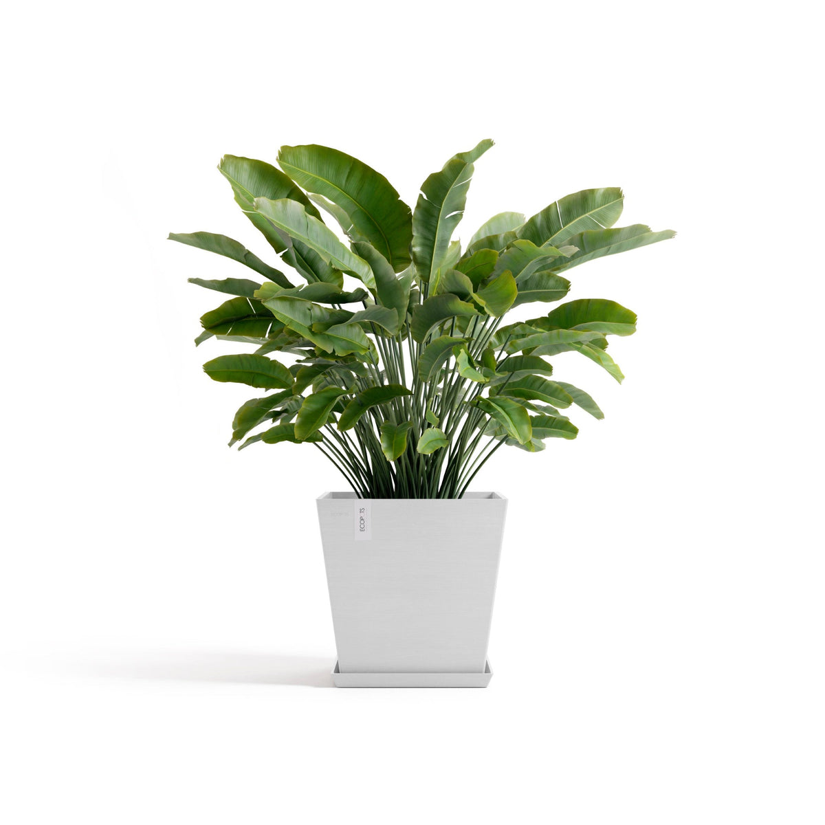 Kukkaruukku Rotterdam design 45cm valkoinen – aluslautasen ja kasvin kanssa