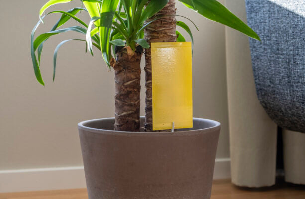 Insect trap glue square pot 12-pack