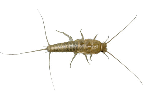 Silverfisk Sticky S 4-pack