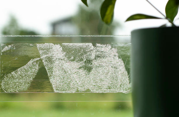 Glue trap Sticky F10