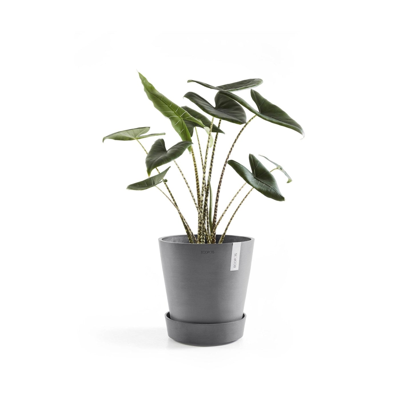 Kukkaruukku - Ecopots - Aluslautanen Amsterdam pyörillä 30cm harmaa - Ecopots - Uuden aikakauden kukkaruukku kierrätysmateriaalista