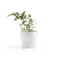 Lillepott Amsterdam 10,5cm valge
