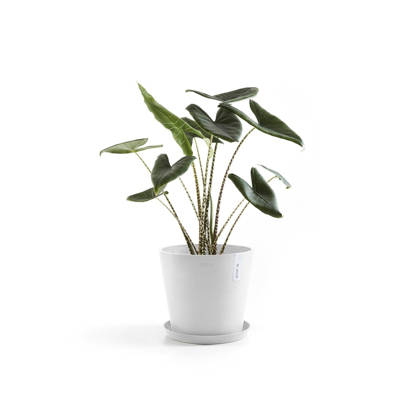 Kukkaruukku - Ecopots - Amsterdam 25cm valkoinen - Ecopotskauppa - Uuden aikakauden kukkaruukku