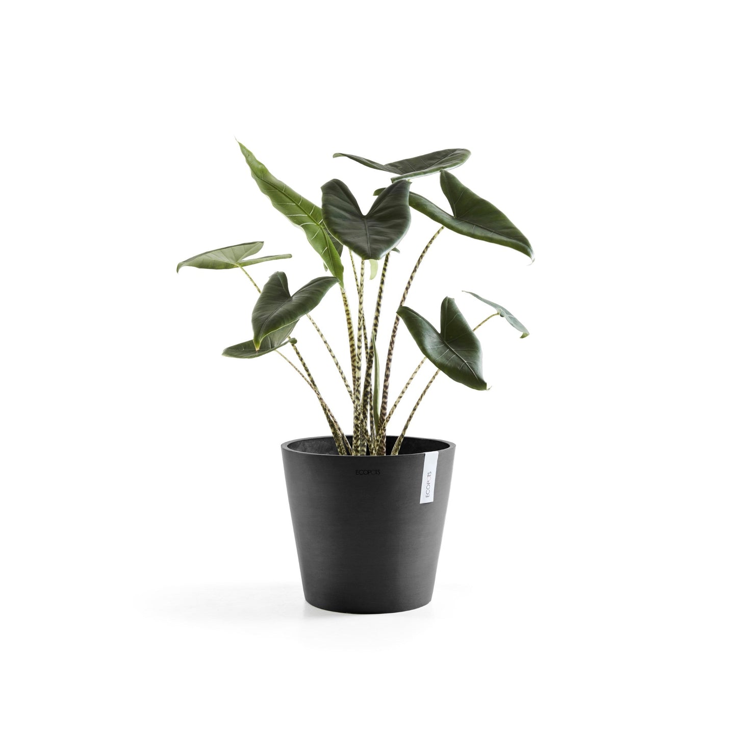 Kukkaruukku - Ecopots - Amsterdam 40cm tummanharmaa - Ecopotskauppa - Uuden aikakauden kukkaruukku