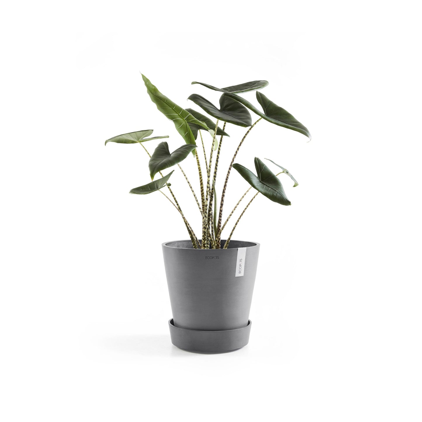 Kukkaruukku - Ecopots - Amsterdam aluslautanen pyörillä 40cm harmaa - Ecopotskauppa - Uuden aikakauden kukkaruukku