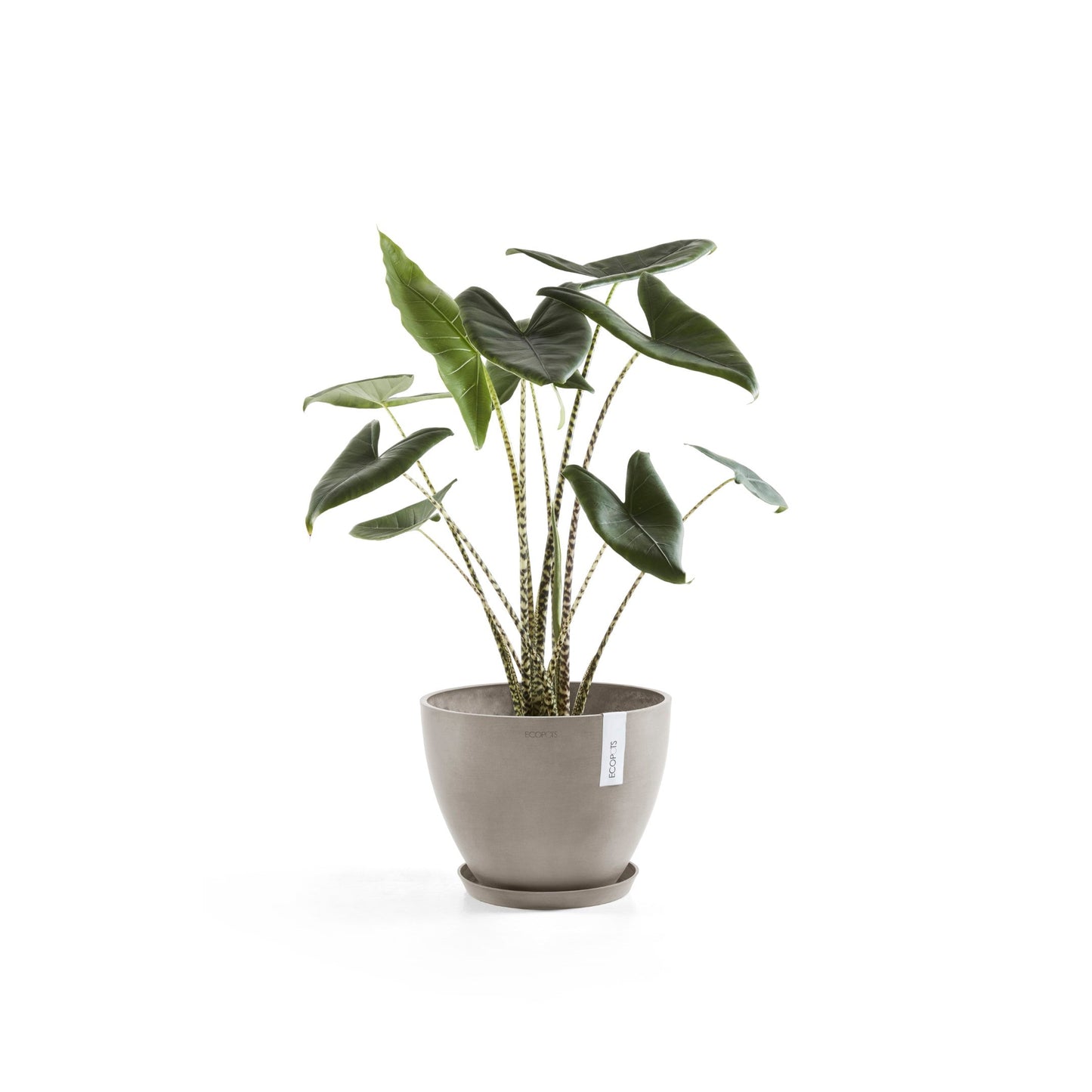 Kukkaruukku - Ecopots - Antwerpen 40cm taupe - Ecopotskauppa - Uuden aikakauden kukkaruukku