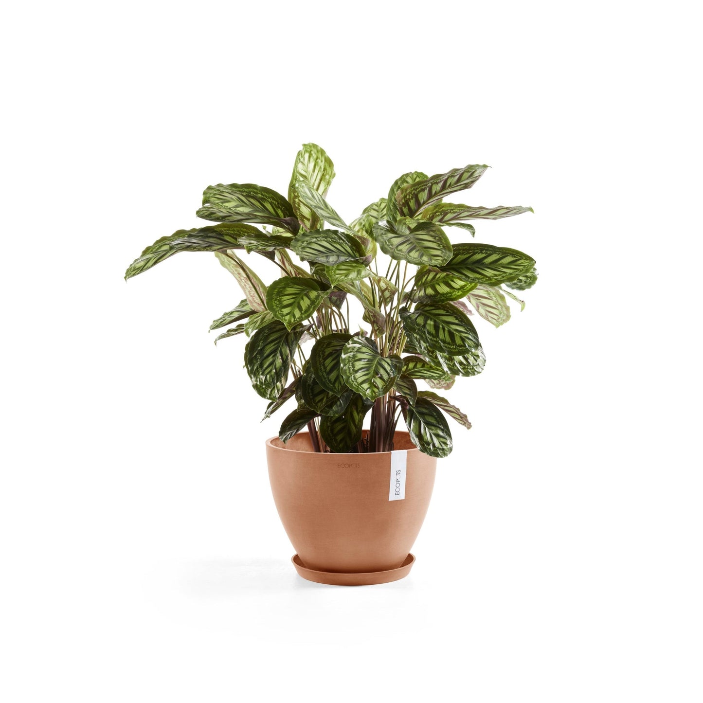 Kukkaruukku - Ecopots - Antwerpen 40cm terracotta - Ecopotskauppa - Uuden aikakauden kukkaruukku