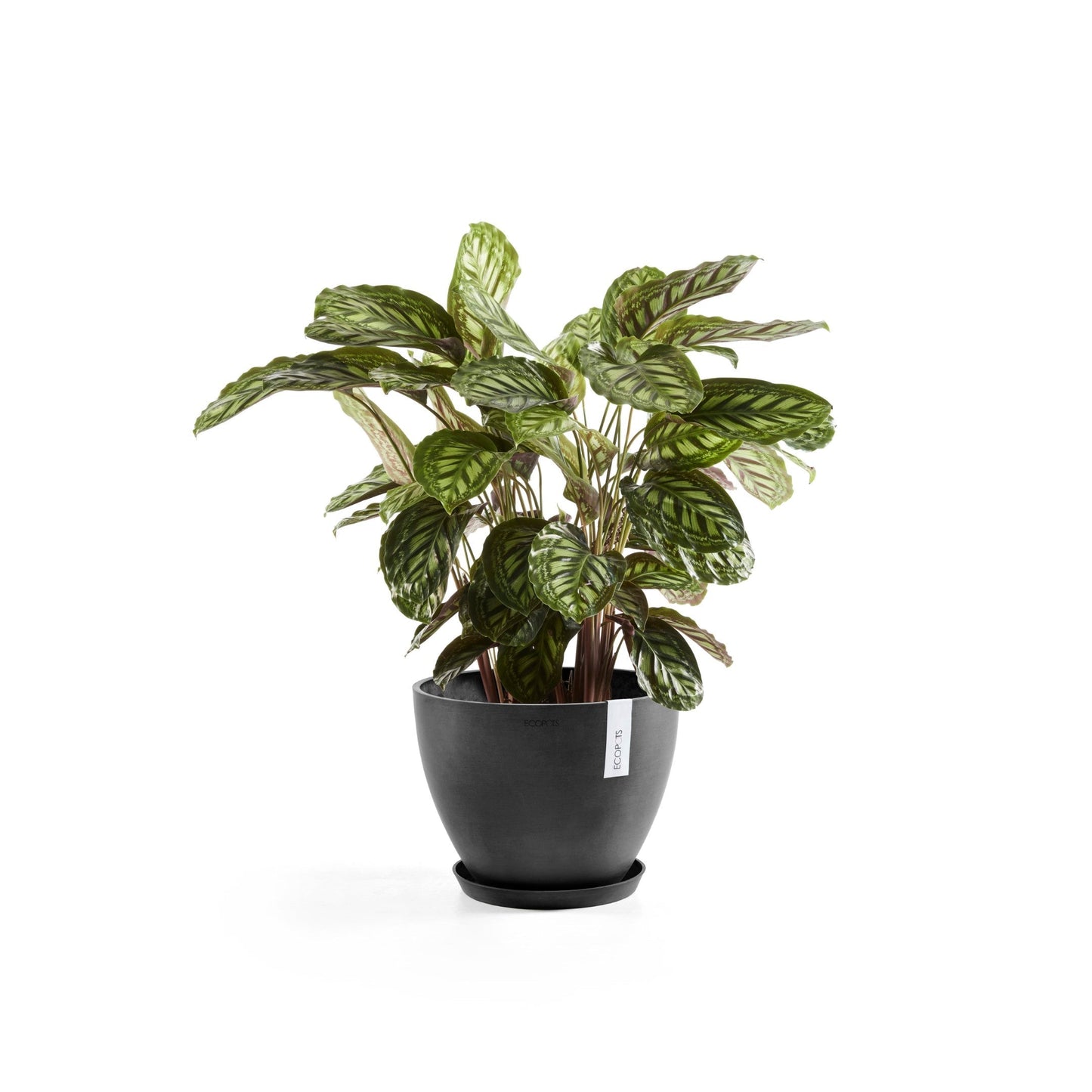 Kukkaruukku - Ecopots - Antwerpen 50cm tummanharmaa - Ecopotskauppa - Uuden aikakauden kukkaruukku