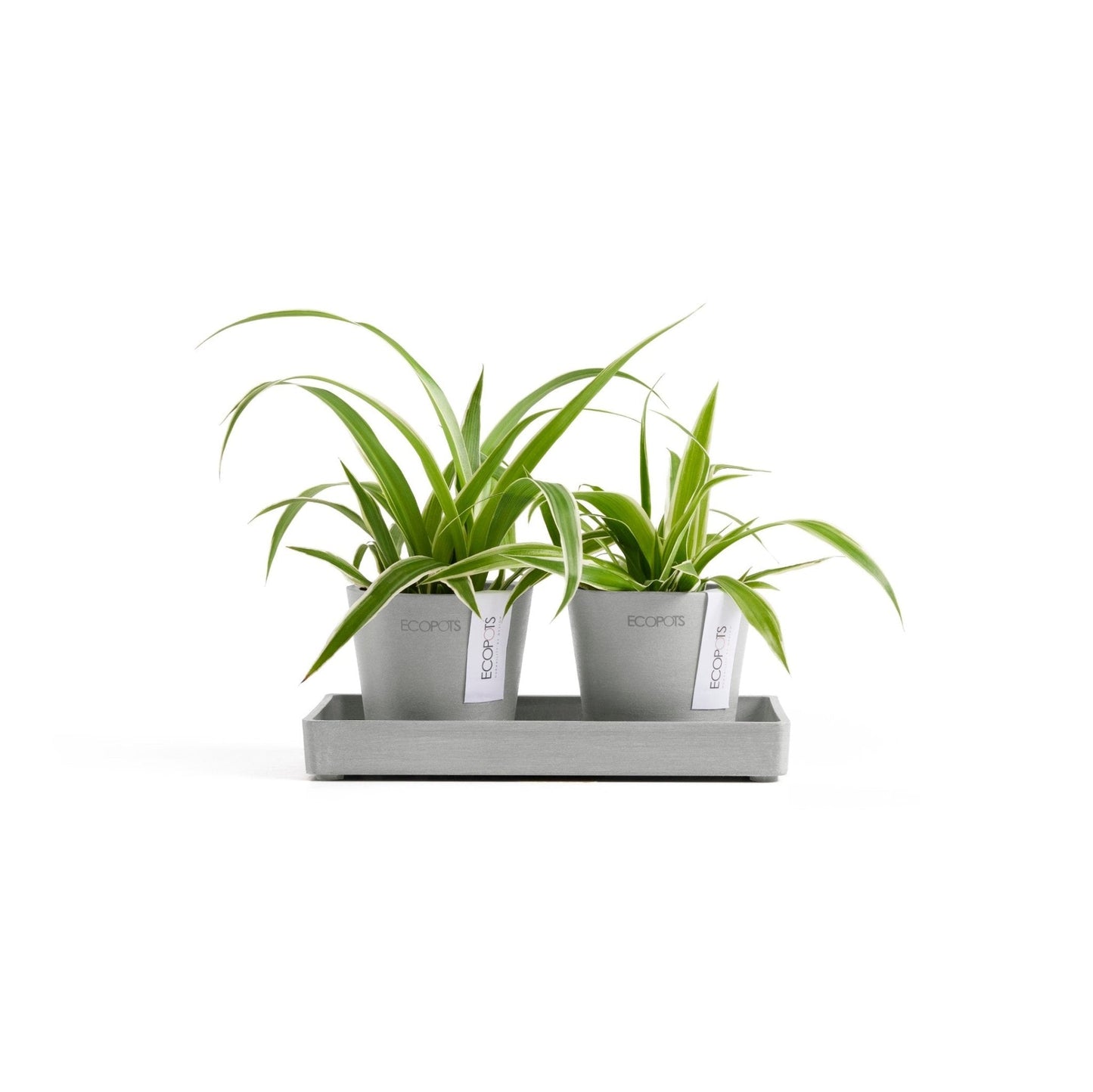 Kukkaruukku - Ecopots - Kukkaruukku Amsterdam 8cm 2kpl & esillepanotarjotin 20cm valkoharmaa - Ecopots - Uuden aikakauden kukkaruukku kierrätysmateriaalista