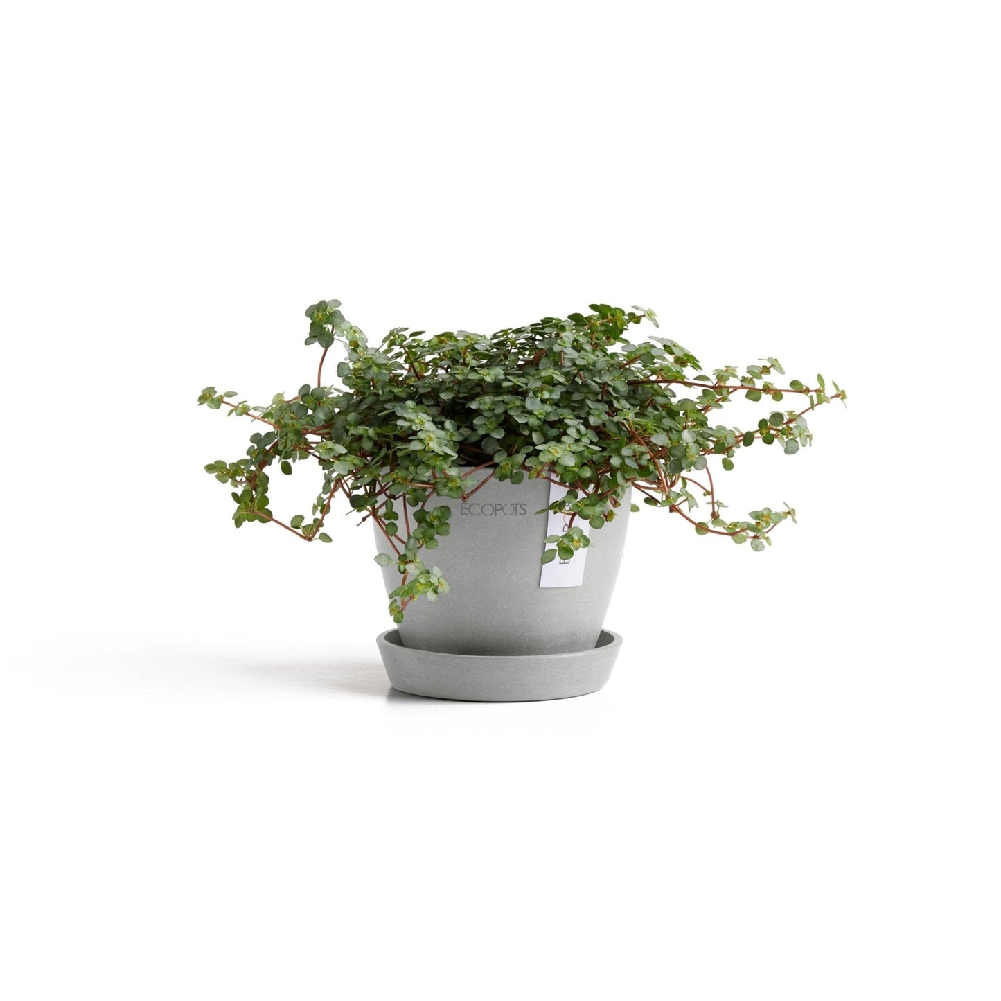 Kukkaruukku - Ecopots - Kukkaruukku Antwerpen 11cm valkoharmaa - Ecopots - Uuden aikakauden kukkaruukku kierrätysmateriaalista