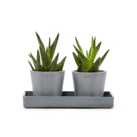 Lillepottide väljapanekualus 20cm sinihall