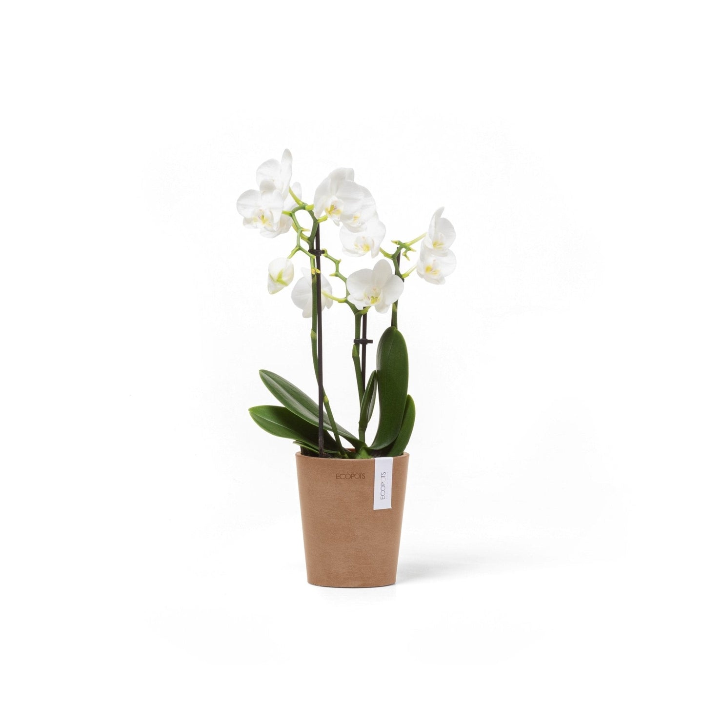 Kukkaruukku - Ecopots - Kukkaruukku Morinda 11cm terracotta - Ecopots - Uuden aikakauden kukkaruukku kierrätysmateriaalista