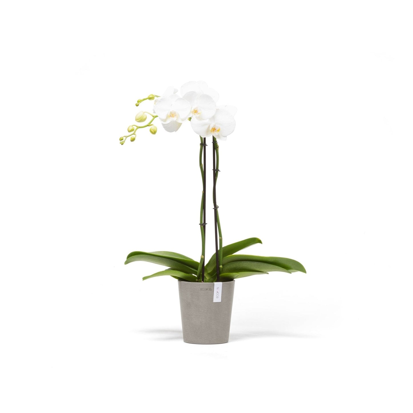 Kukkaruukku - Ecopots - Kukkaruukku Morinda 14cm taupe - Ecopots - Uuden aikakauden kukkaruukku kierrätysmateriaalista