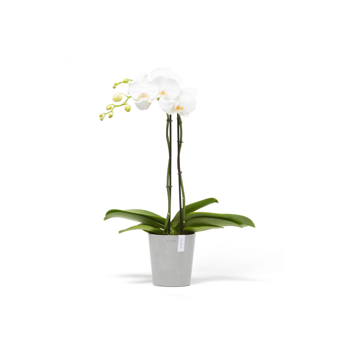 Kukkaruukku - Ecopots - Morinda 14cm valkoharmaa - Ecopotskauppa - Uuden aikakauden kukkaruukku