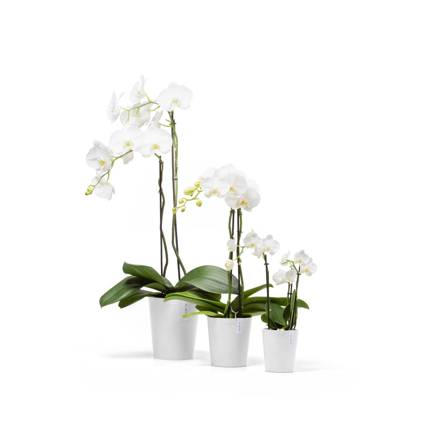 Kukkaruukku - Ecopots - Morinda 14cm valkoinen - Ecopotskauppa - Uuden aikakauden kukkaruukku