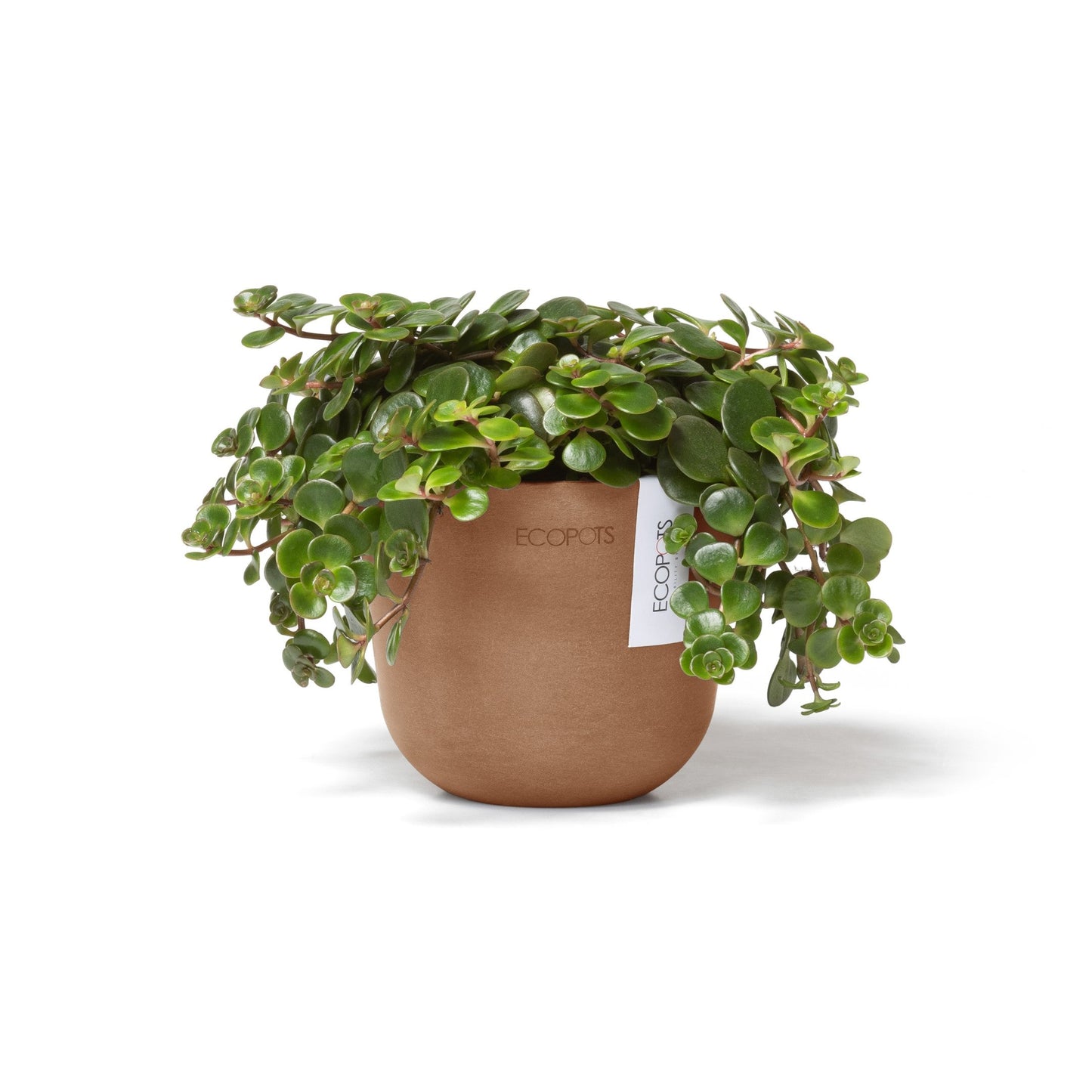 Kukkaruukku - Ecopots - Oslo 11,5cm terracotta - Ecopotskauppa - Uuden aikakauden kukkaruukku