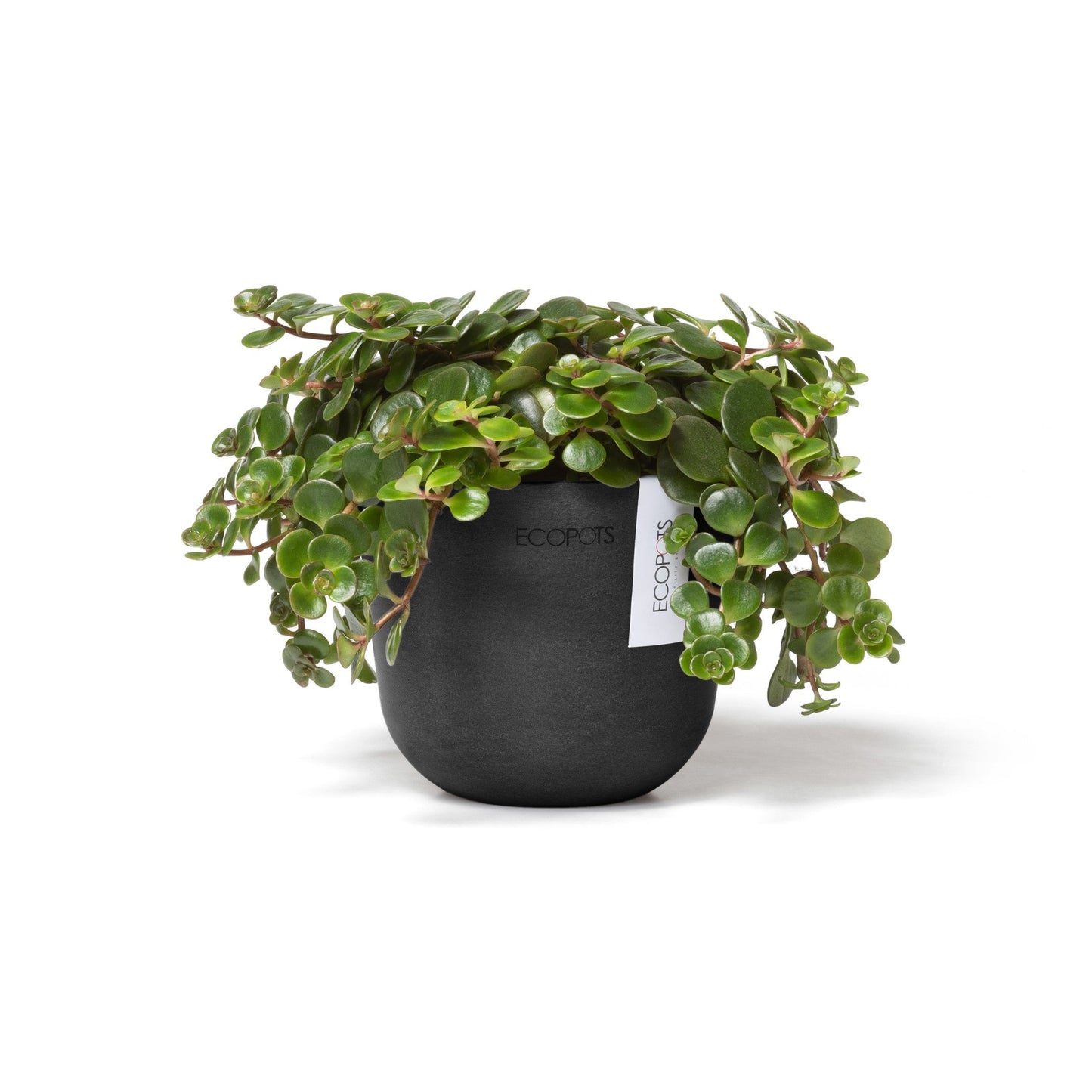 Kukkaruukku - Ecopots - Oslo 11,5cm tummanharmaa - Ecopotskauppa - Uuden aikakauden kukkaruukku