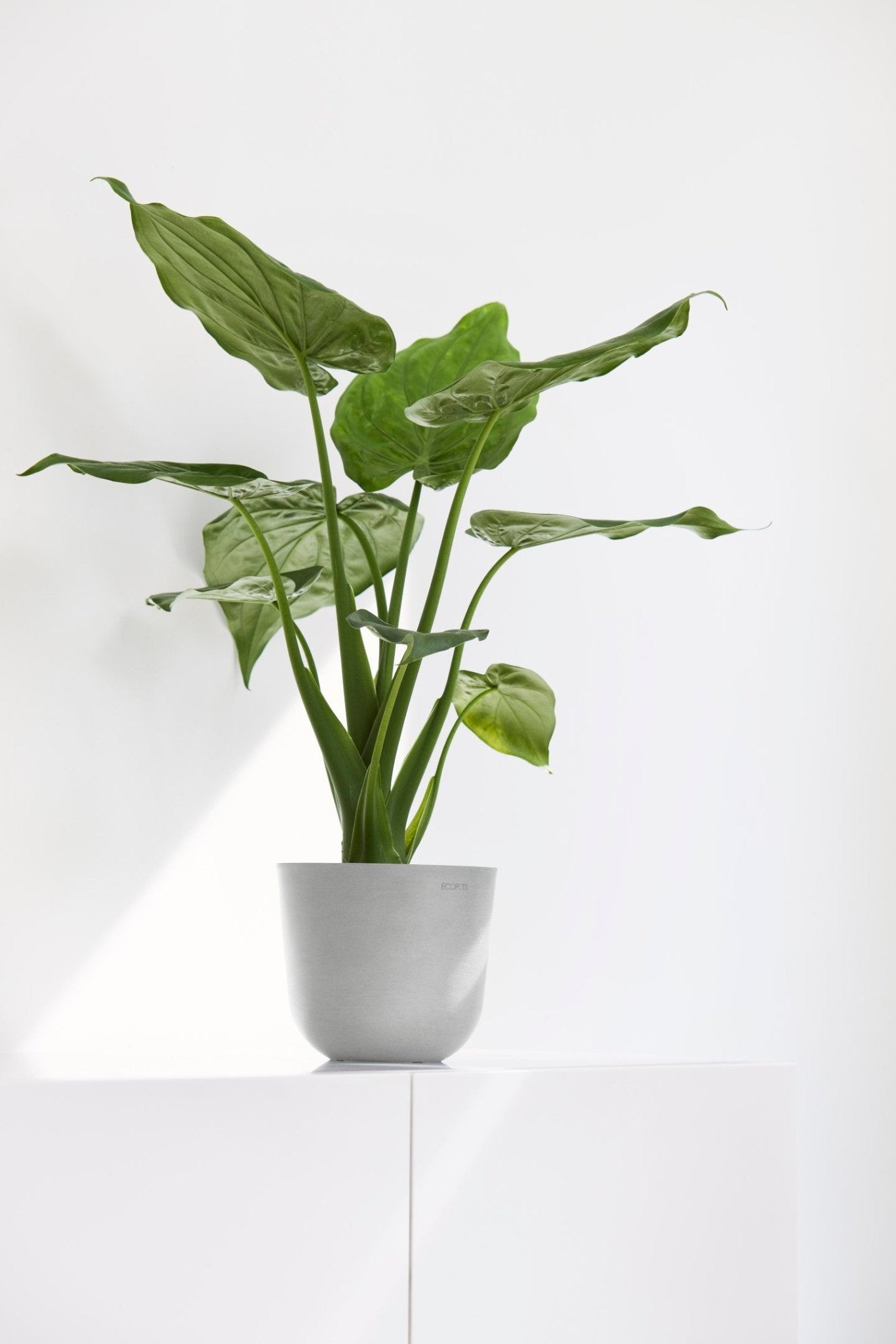 Kukkaruukku - Ecopots - Oslo 16cm valkoharmaa - Ecopotskauppa - Uuden aikakauden kukkaruukku