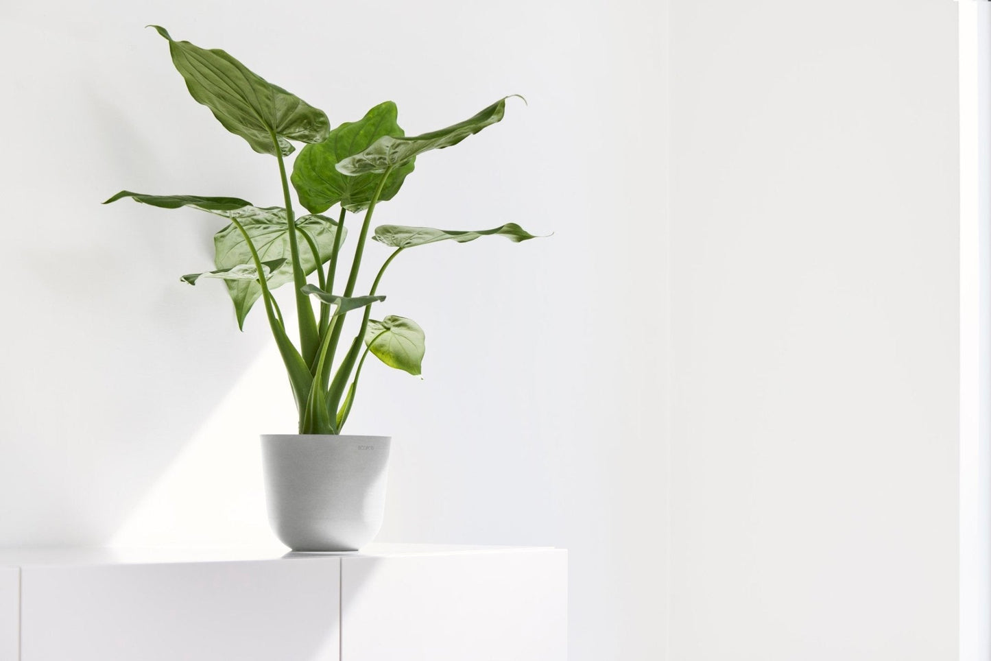 Kukkaruukku - Ecopots - Oslo 16cm valkoharmaa - Ecopotskauppa - Uuden aikakauden kukkaruukku