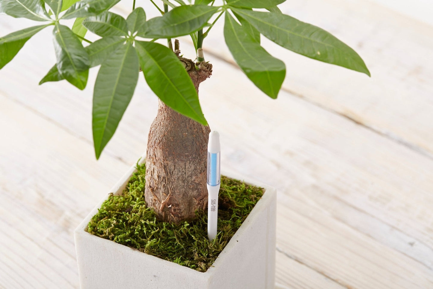 Kukkaruukku - Ecopots - Ruukun kosteustason mittaaja 12cm - Ecopots - Uuden aikakauden kukkaruukku kierrätysmateriaalista