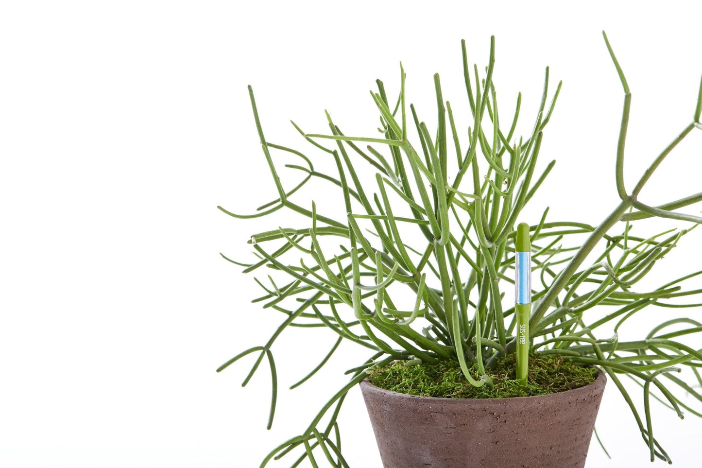 Kukkaruukku - Ecopots - Ruukun kosteustason mittaaja 12cm - Ecopots - Uuden aikakauden kukkaruukku kierrätysmateriaalista