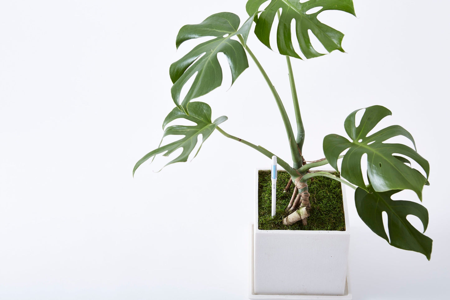 Kukkaruukku - Ecopots - Ruukun kosteustason mittaaja 12cm - Ecopotskauppa - Uuden aikakauden kukkaruukku
