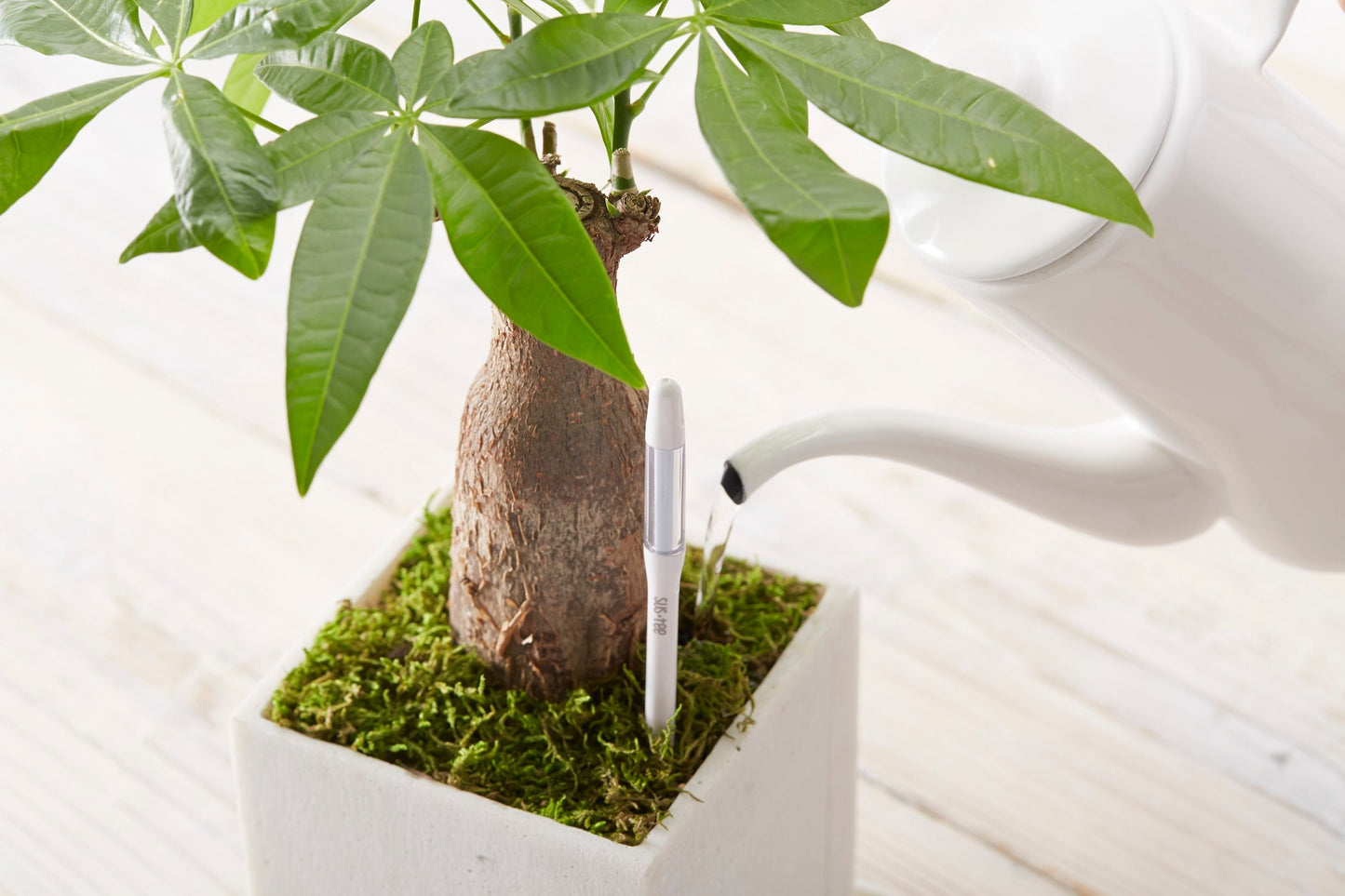 Kukkaruukku - Ecopots - Ruukun kosteustason mittaaja 12cm - Ecopotskauppa - Uuden aikakauden kukkaruukku
