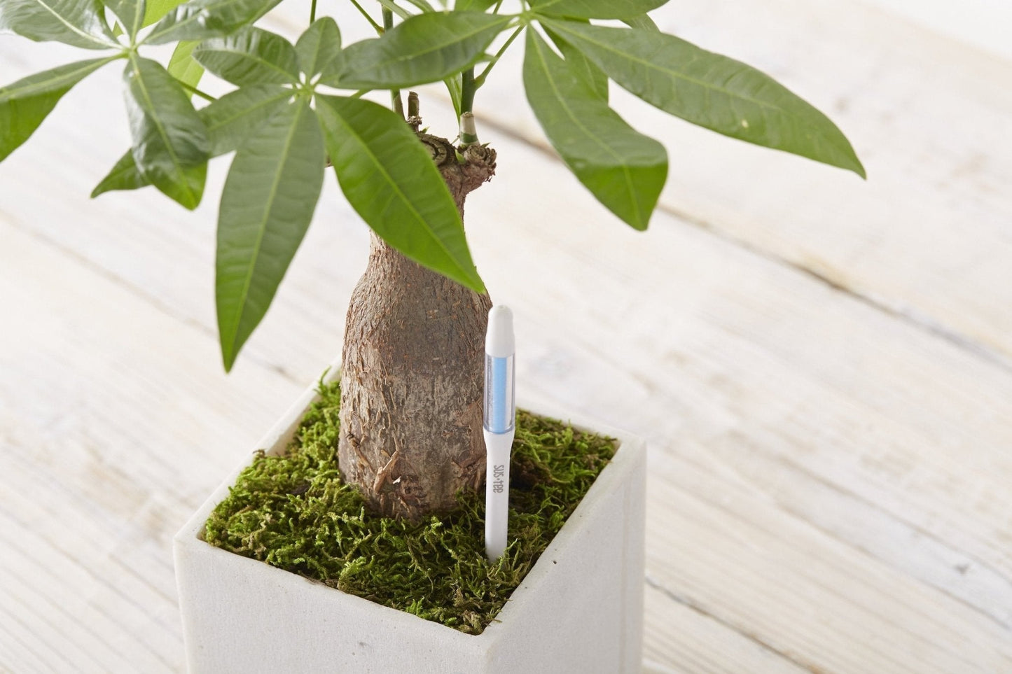 Kukkaruukku - Ecopots - Ruukun kosteustason mittaaja 18cm - Ecopots - Uuden aikakauden kukkaruukku kierrätysmateriaalista