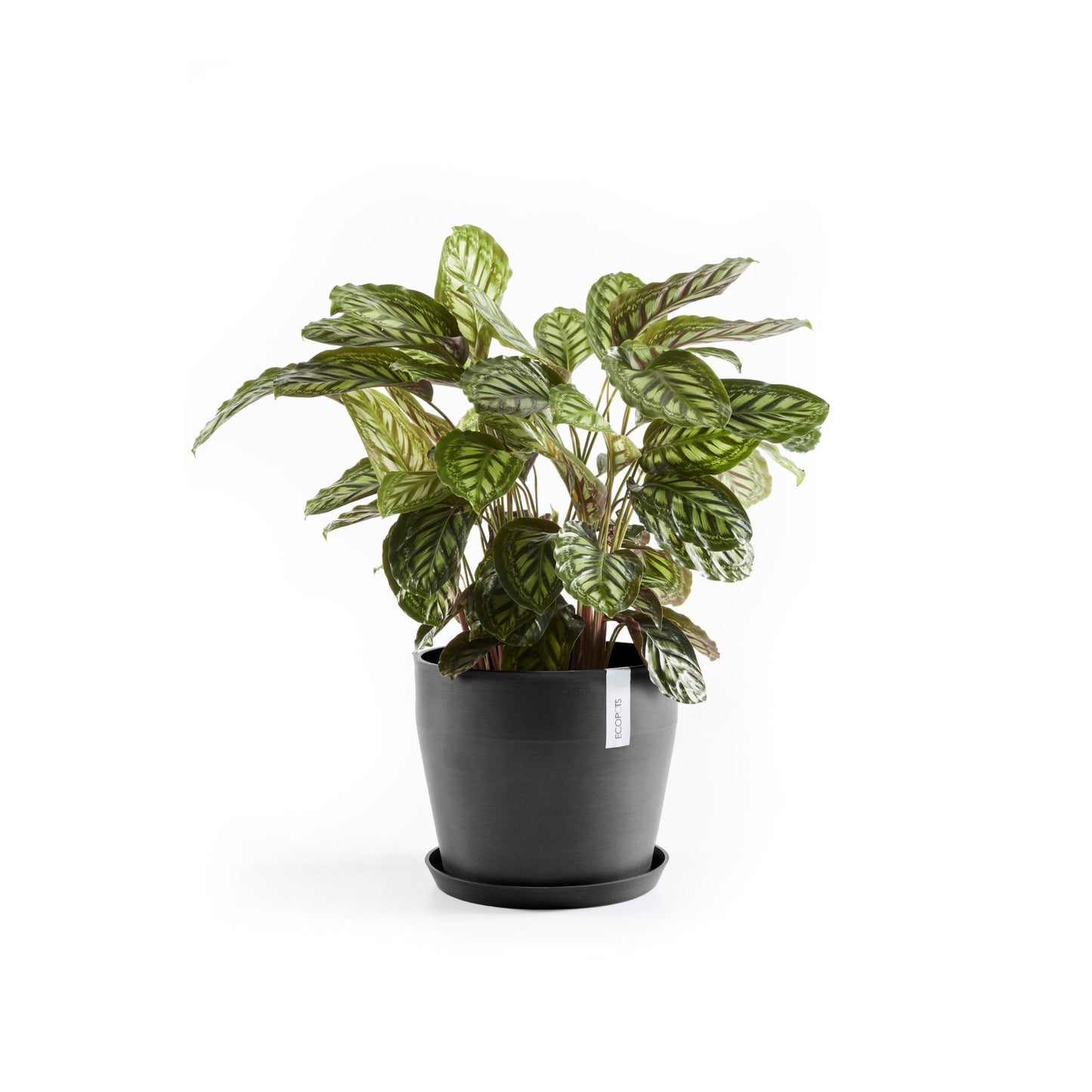 Kukkaruukku - Ecopots - Sankara 40cm tummanharmaa - Ecopotskauppa - Uuden aikakauden kukkaruukku
