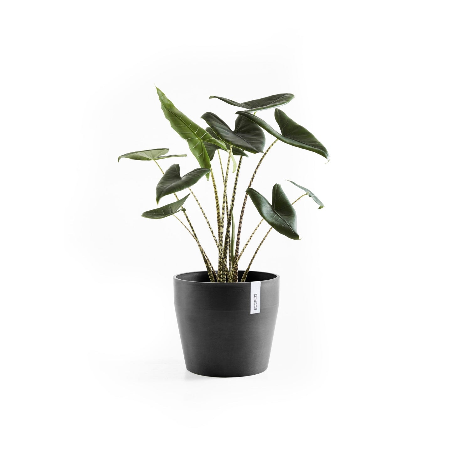 Kukkaruukku - Ecopots - Sankara 40cm tummanharmaa - Ecopotskauppa - Uuden aikakauden kukkaruukku