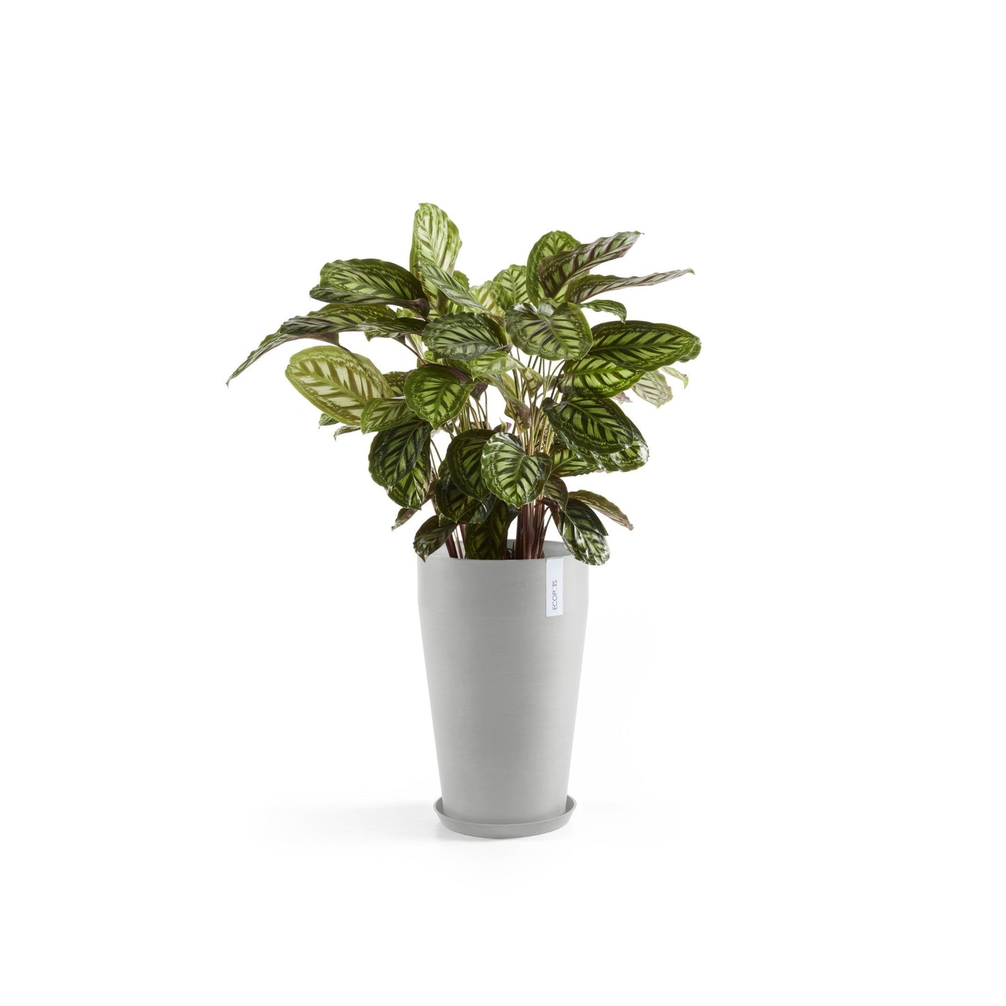 Kukkaruukku - Ecopots - Sankara keskikorkea 55cm valkoharmaa - Ecopotskauppa - Uuden aikakauden kukkaruukku