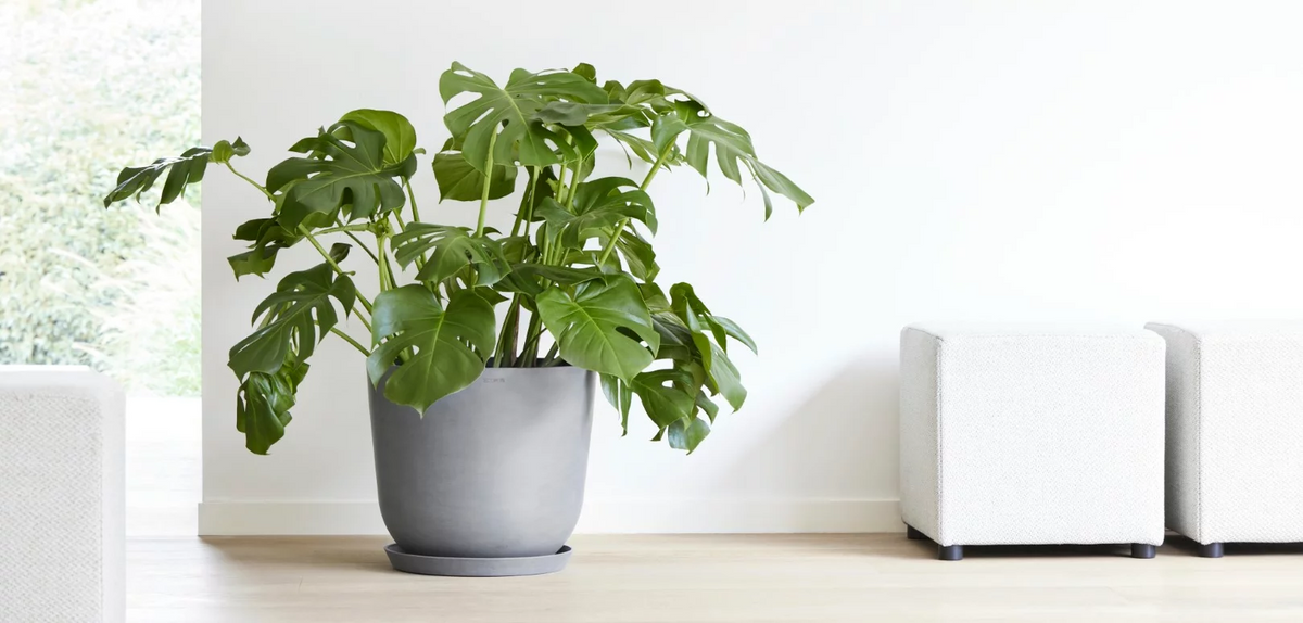 Monstera in a grey Ecopots Amsterdam pot on a saucer in a bright living room