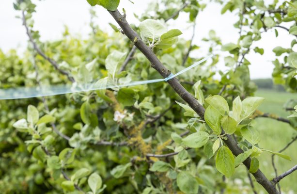 Scarecrow humming tape 30m 