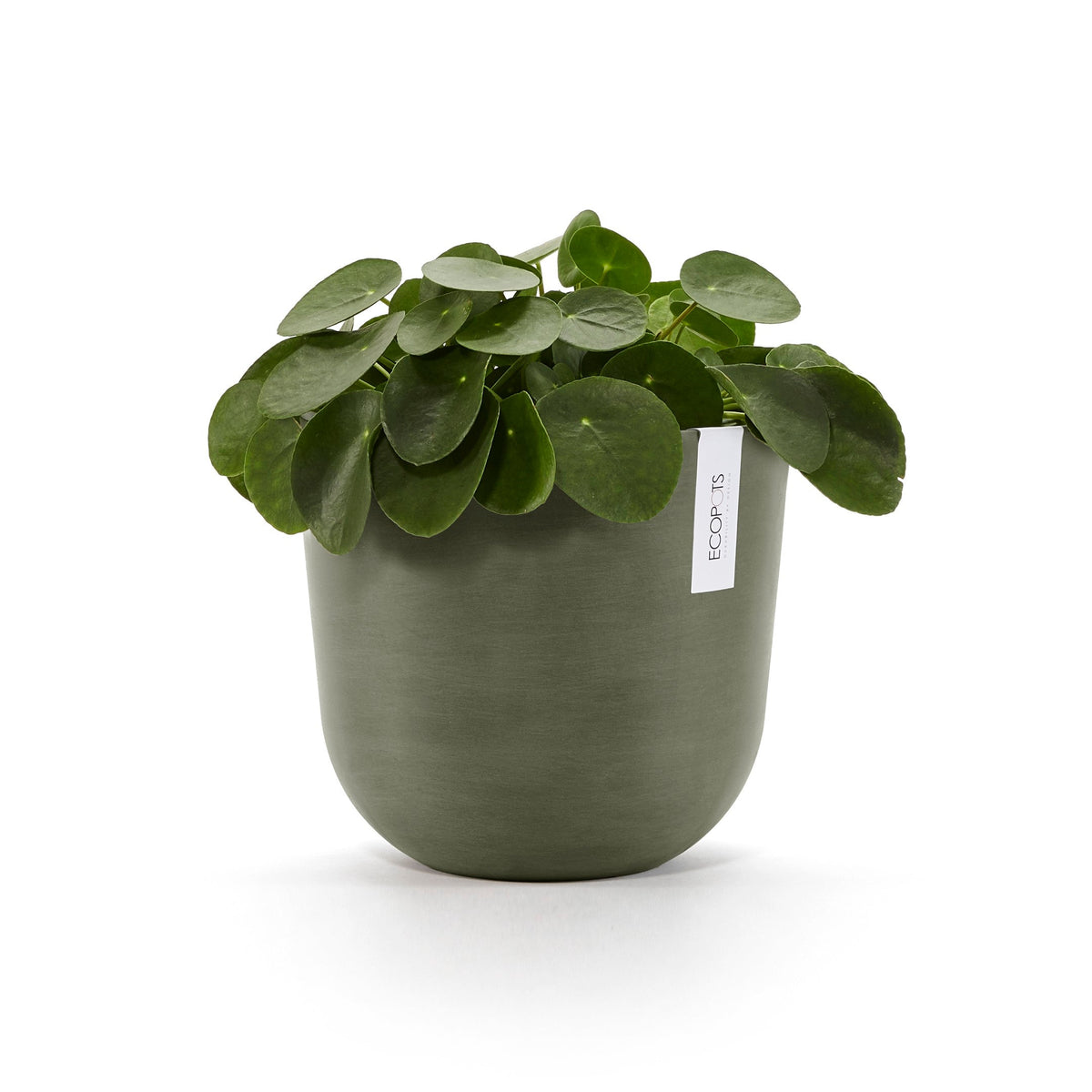 Kukkaruukku Oslo 25cm kaki – kasvin kanssa