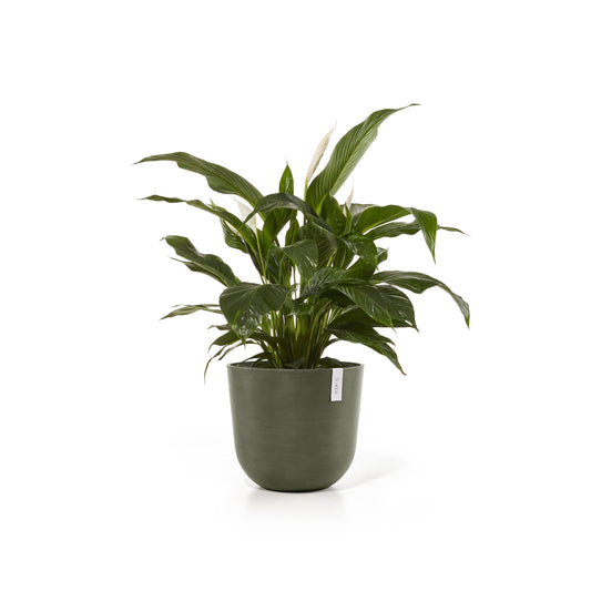 Kukkaruukku Oslo 45cm kaki – kasvin kanssa