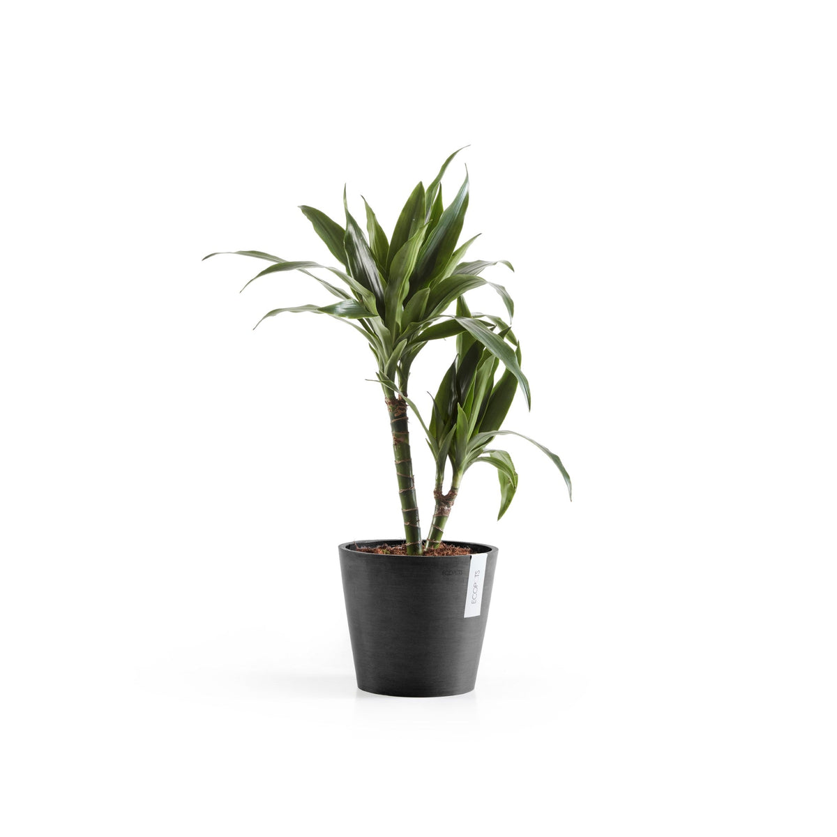 Kukkaruukku Amsterdam 18cm tummanharmaa – kasvin kanssa 2