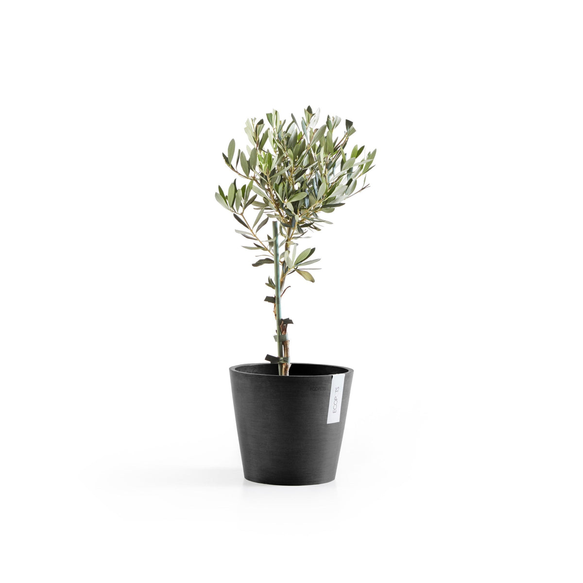 Kukkaruukku Amsterdam 18cm tummanharmaa – kasvin kanssa 3