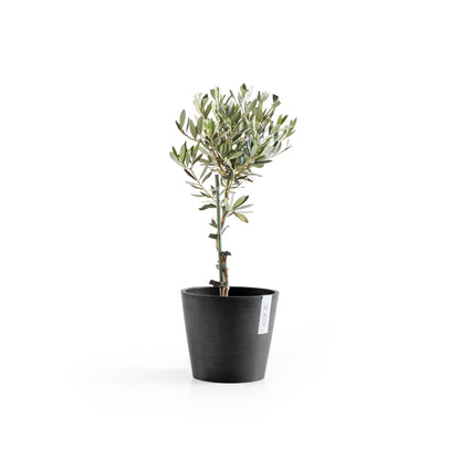 Kukkaruukku Amsterdam 18cm tummanharmaa – kasvin kanssa 3
