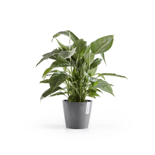 Kukkaruukku Amsterdam 18cm harmaa – kasvin kanssa