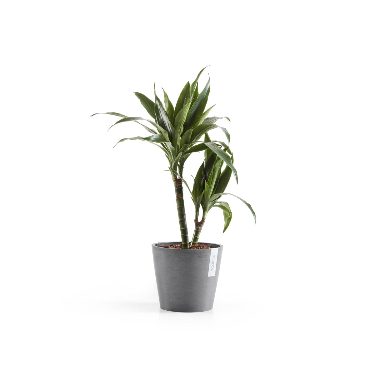 Kukkaruukku Amsterdam 18cm harmaa – kasvin kanssa 2