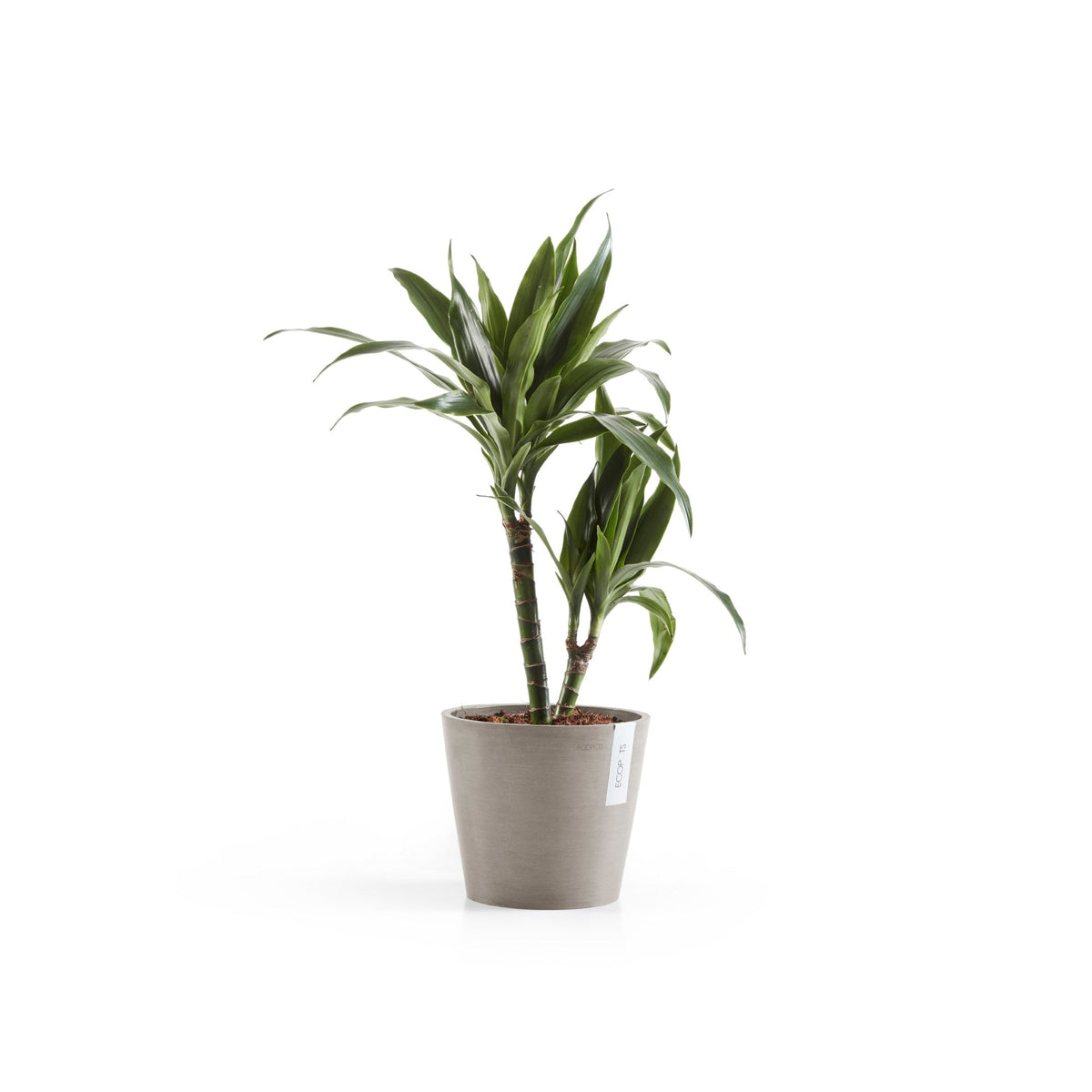 Kukkaruukku Amsterdam 18cm taupe – kasvin kanssa 2