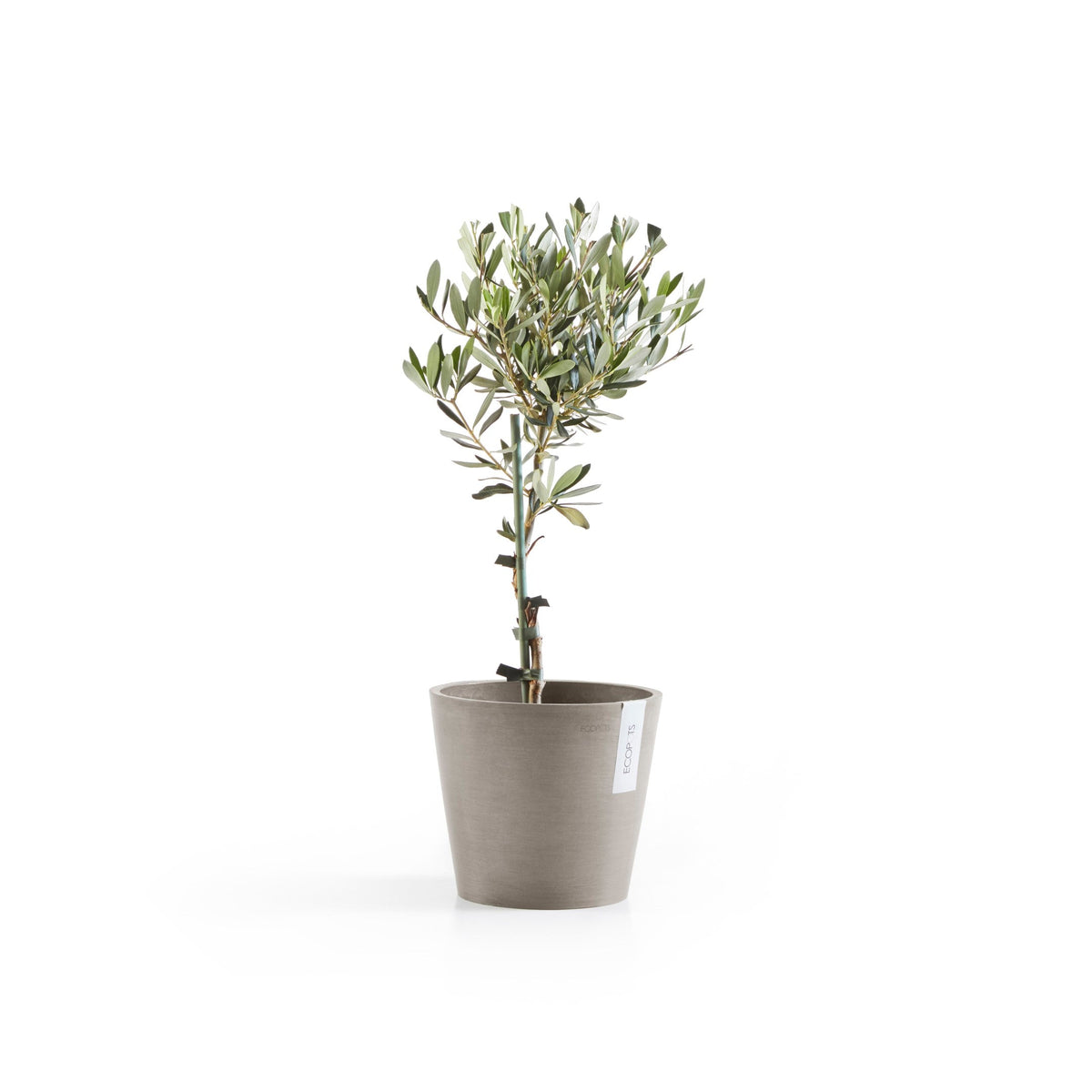 Kukkaruukku Amsterdam 22cm taupe – kasvin kanssa 3