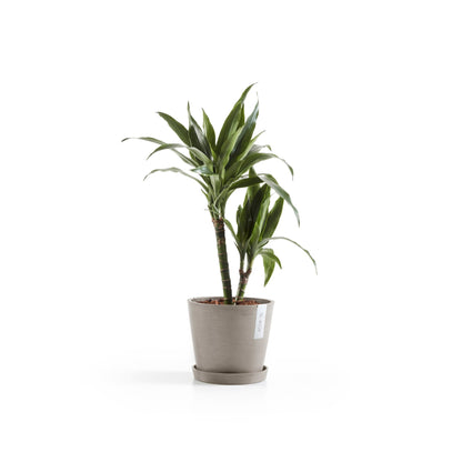 Kukkaruukku Amsterdam 22cm taupe – aluslautasen ja kasvin kanssa 2
