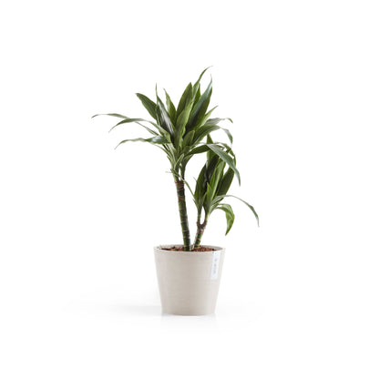 Kukkaruukku Amsterdam 18cm hiekka – kasvin kanssa 2