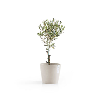 Kukkaruukku Amsterdam 18cm hiekka – kasvin kanssa 3